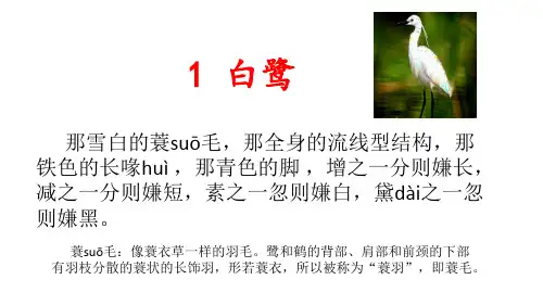 部编版五年级上册语文第一课《白鹭》课件