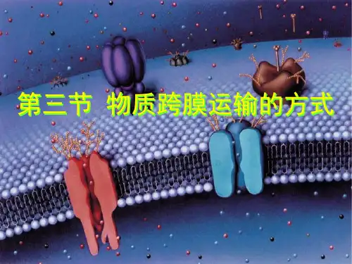 磷脂双分子层