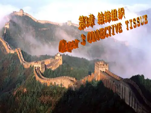 结缔组织ppt课件