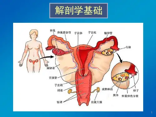 女性生殖系统影像诊断