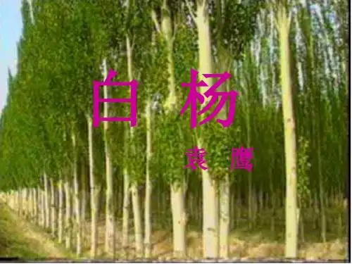 五年级下册《白杨》课件