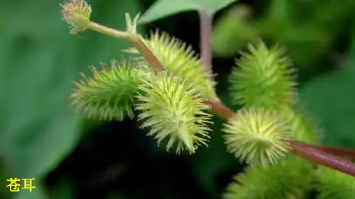 《骑白马的苍耳》ppt课件