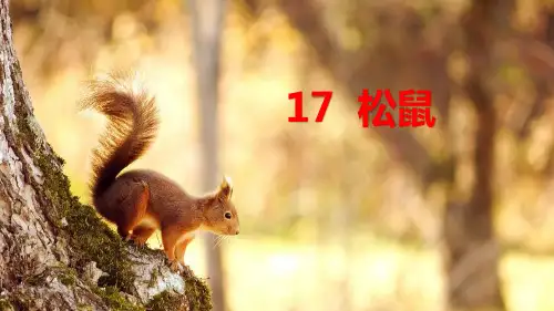《松鼠》(完美版)PPT课件1
