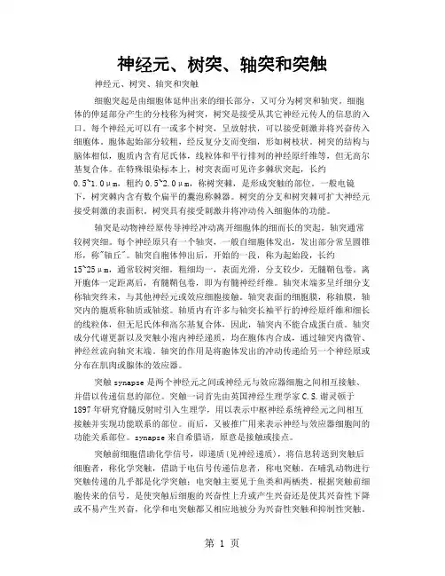 神经元、树突、轴突和突触-14页精选文档
