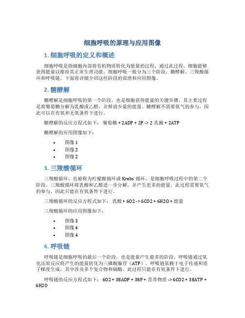 细胞呼吸的原理与应用图像