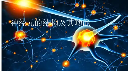 神经元的结构及其功能PPT参考幻灯片