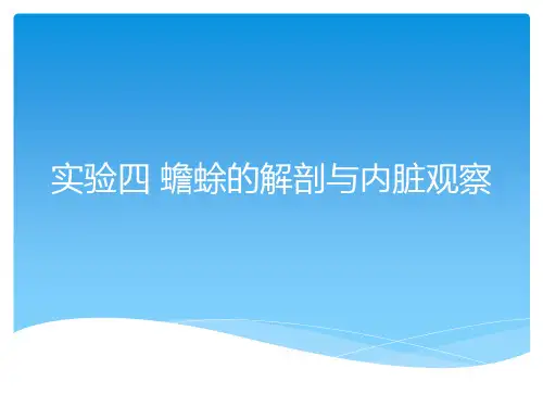 蟾蜍的解剖与内脏观察