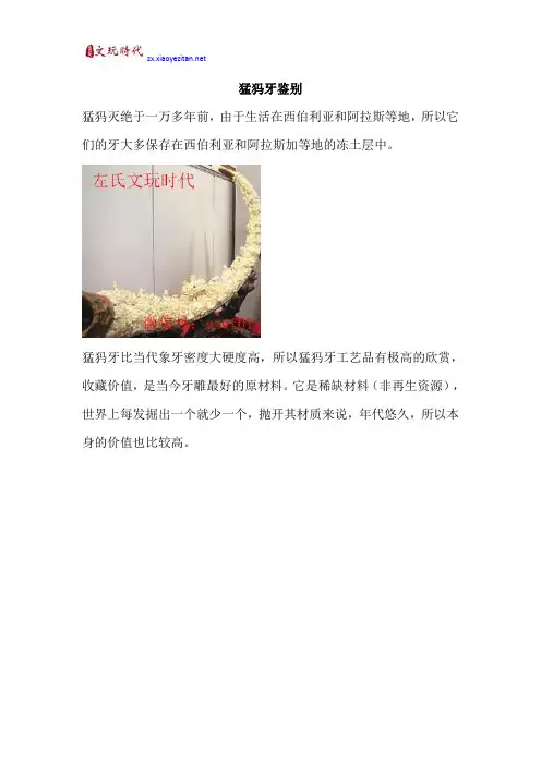 猛犸牙鉴别