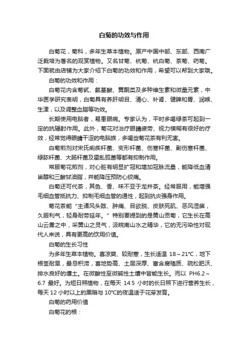 白菊的功效与作用