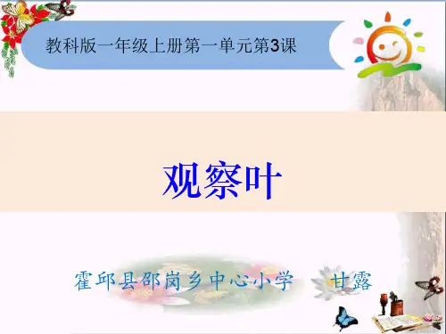 科学教科版一年级上册《3.观察叶》课件公开课 (3)