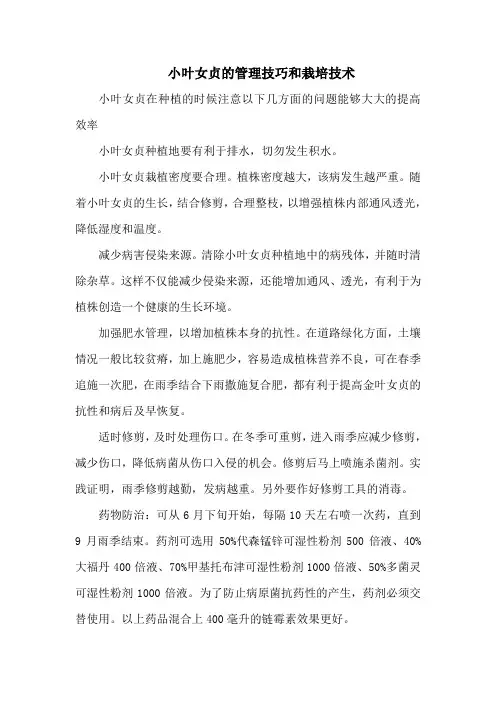 小叶女贞的管理技巧和栽培技术