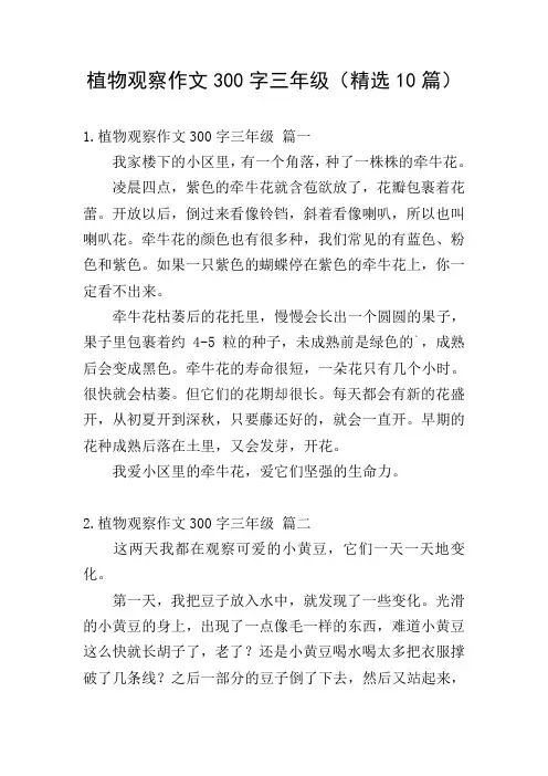 植物观察作文300字三年级(精选10篇)
