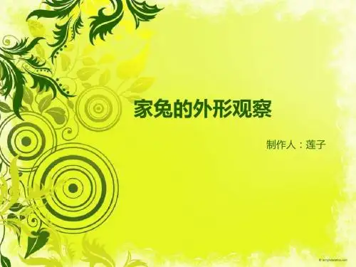 家兔的外形观察与内部解剖