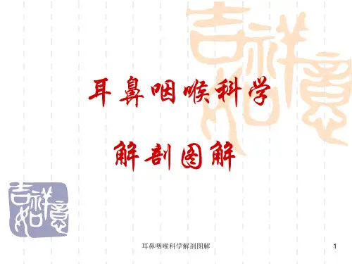耳鼻咽喉科学解剖图解课件