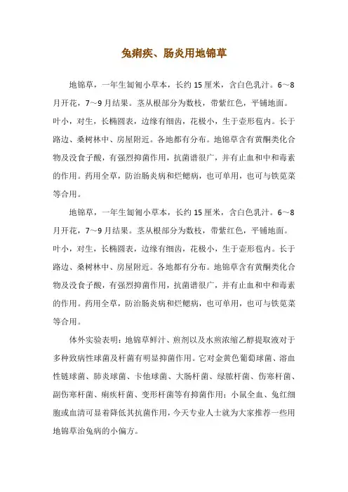 兔痢疾、肠炎用地锦草 