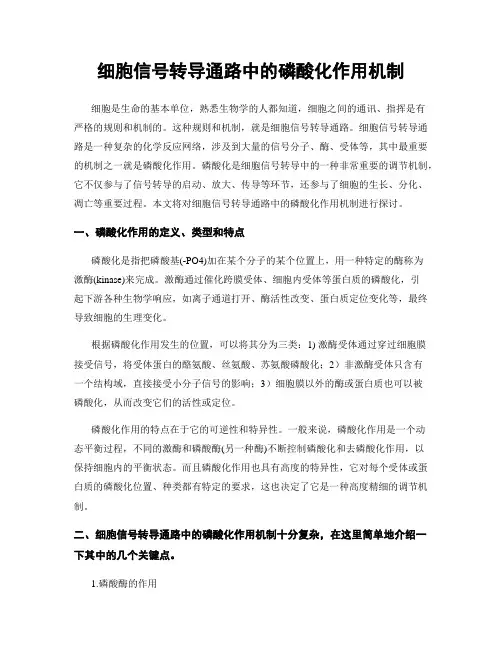 细胞信号转导通路中的磷酸化作用机制