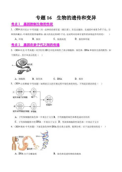 专题16  生物的遗传和变异(原卷版+答案解析版)