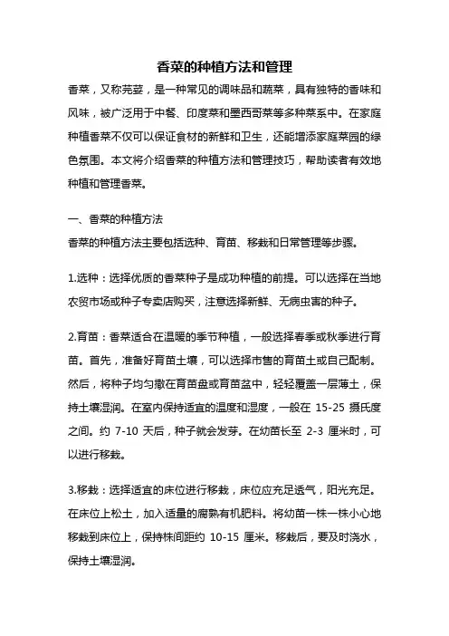 香菜的种植方法和管理