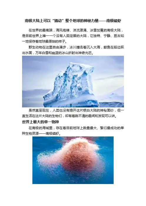 南极大陆上可以“撬动”整个地球的神秘力量——南极磷虾