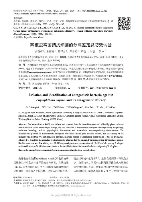 辣椒疫霉菌拮抗细菌的分离鉴定及防效试验