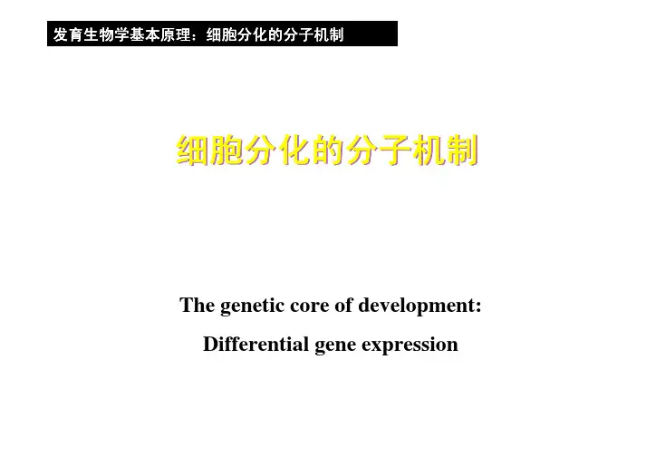 发育生物学基本原理：细胞分化的分子机制