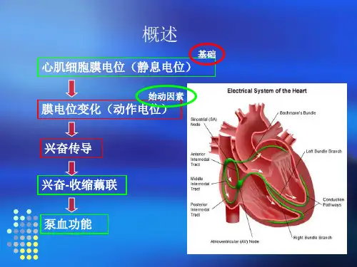 心肌细胞膜电位(静息电位)