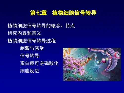 植物生理学—信号转导2