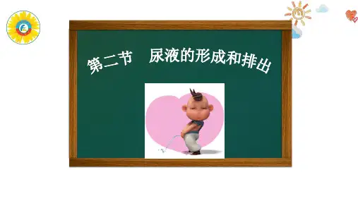 济南版七年级下册生物第三单元第四章第1节尿液的形成和排出课件(共20张PPT)