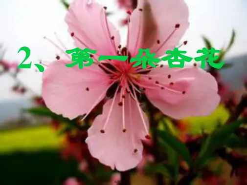 2《第一朵杏花》ppt课件