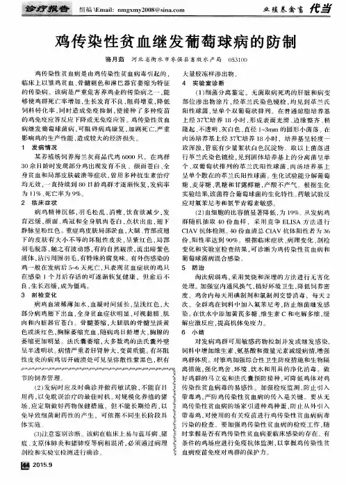 鸡传染性贫血继发葡萄球病的防制