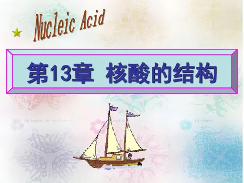 核酸的结构