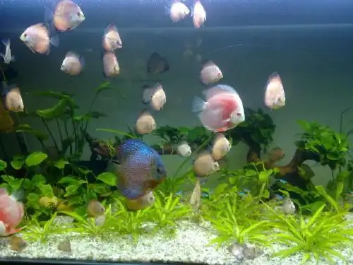 浅水洼里的小鱼.ppt展示