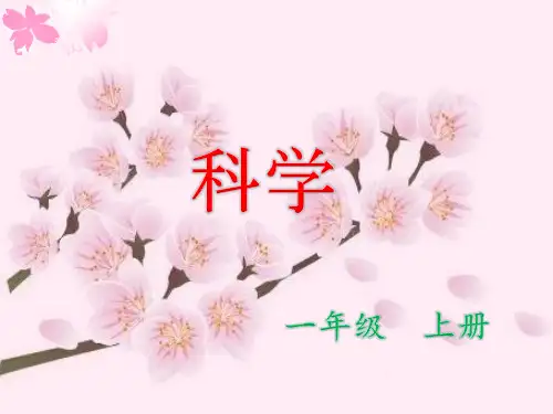 【教科版】这是谁的叶PPT优质课件1
