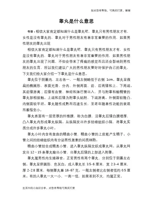 睾丸是什么意思