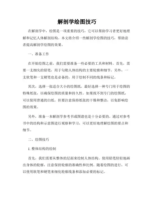 解剖学绘图技巧