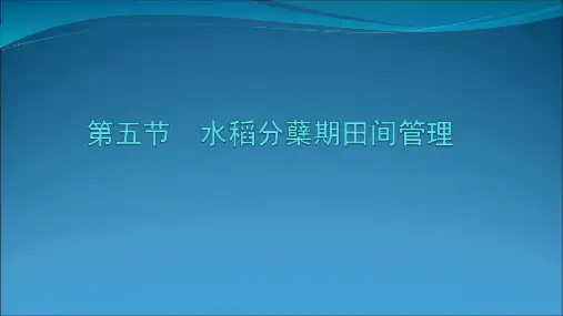 水稻分蘖期田间管理PPT课件