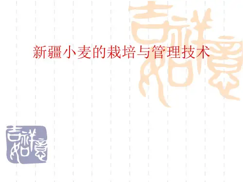 新疆小麦高产栽培技术PPT课件