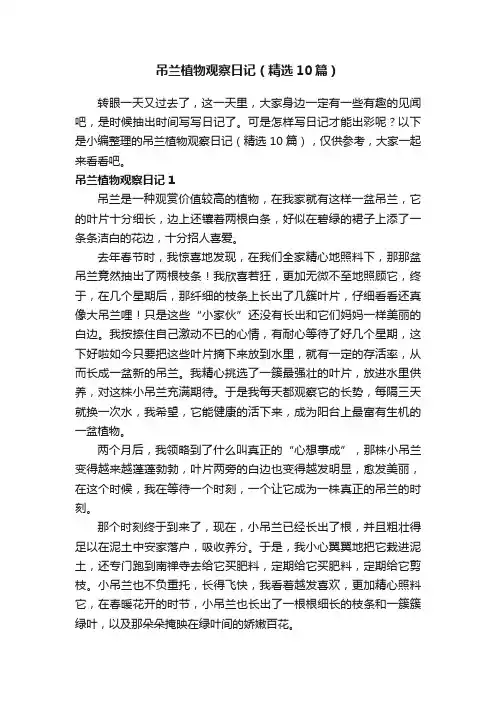 吊兰植物观察日记（精选10篇）