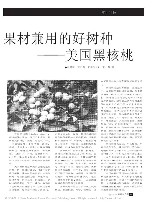 果材兼用的好树种_美国黑核桃