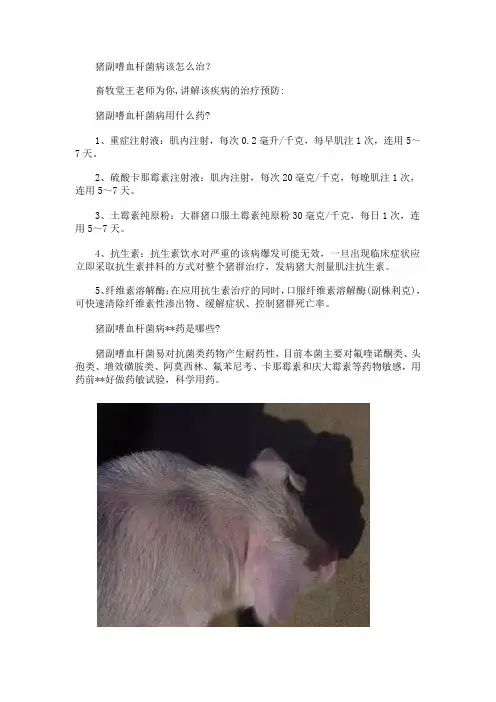 猪副嗜血杆菌病该怎么治？