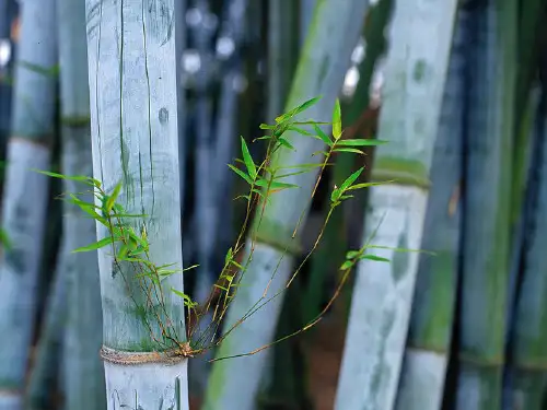 药用植物学-1