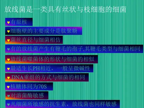 第二节放线菌蓝细菌