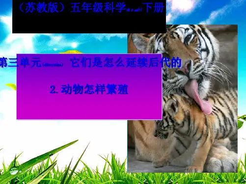 五年级科学下册 动物怎样繁殖后代1课件 