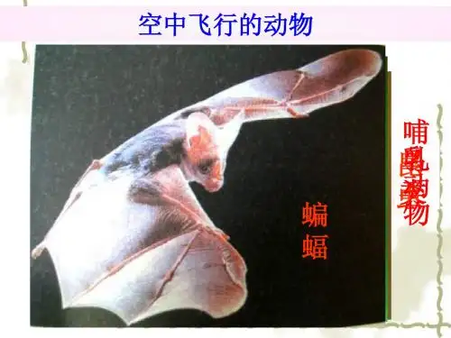 空中飞行的动物----鸟