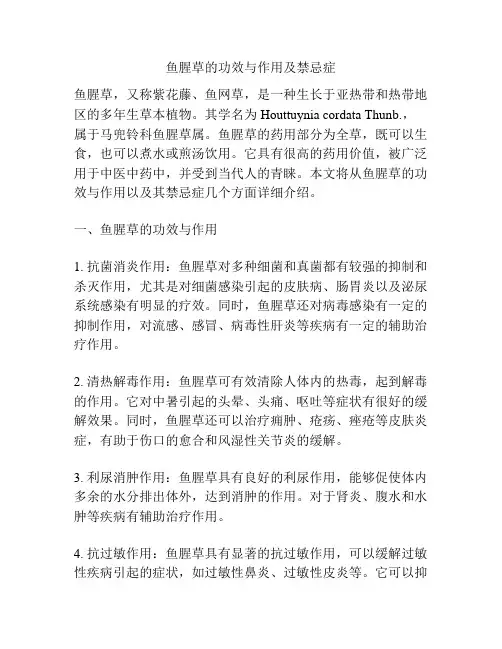 鱼腥草的功效与作用及禁忌症