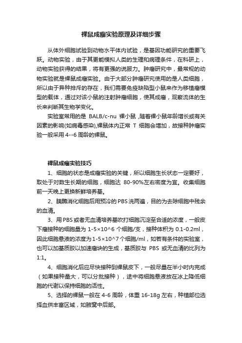 裸鼠成瘤实验原理及详细步骤