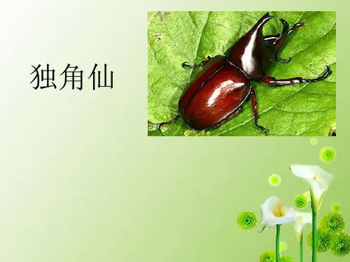 独角仙