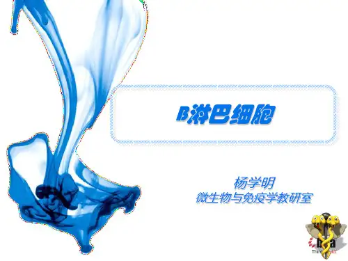 医学免疫学9.B淋巴细胞