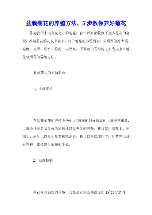 盆栽菊花的养殖方法,5步教你养好菊花