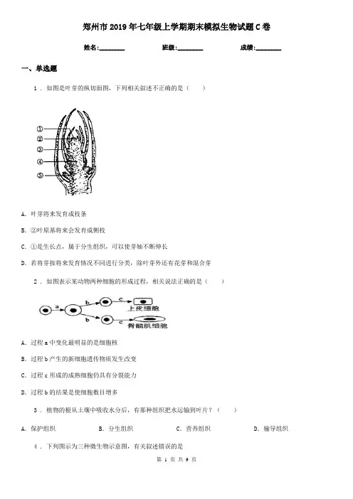 郑州市2019年七年级上学期期末模拟生物试题C卷